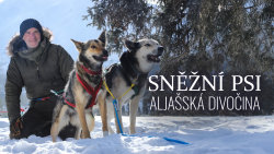 Sněžní psi: Aljašská divočina