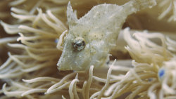 Neobyčejní obyvatelé oceánů