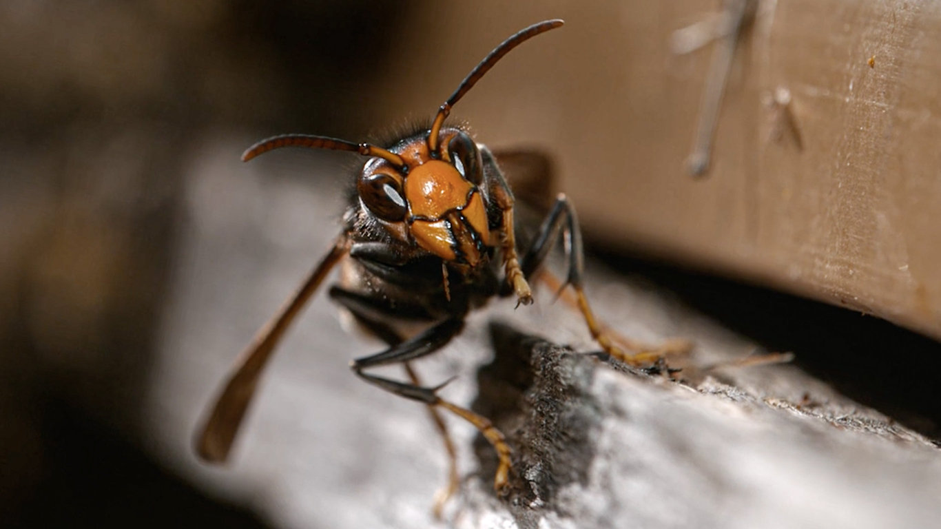 Pravda o vetřelcích
