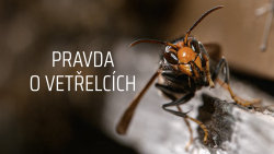 Pravda o vetřelcích