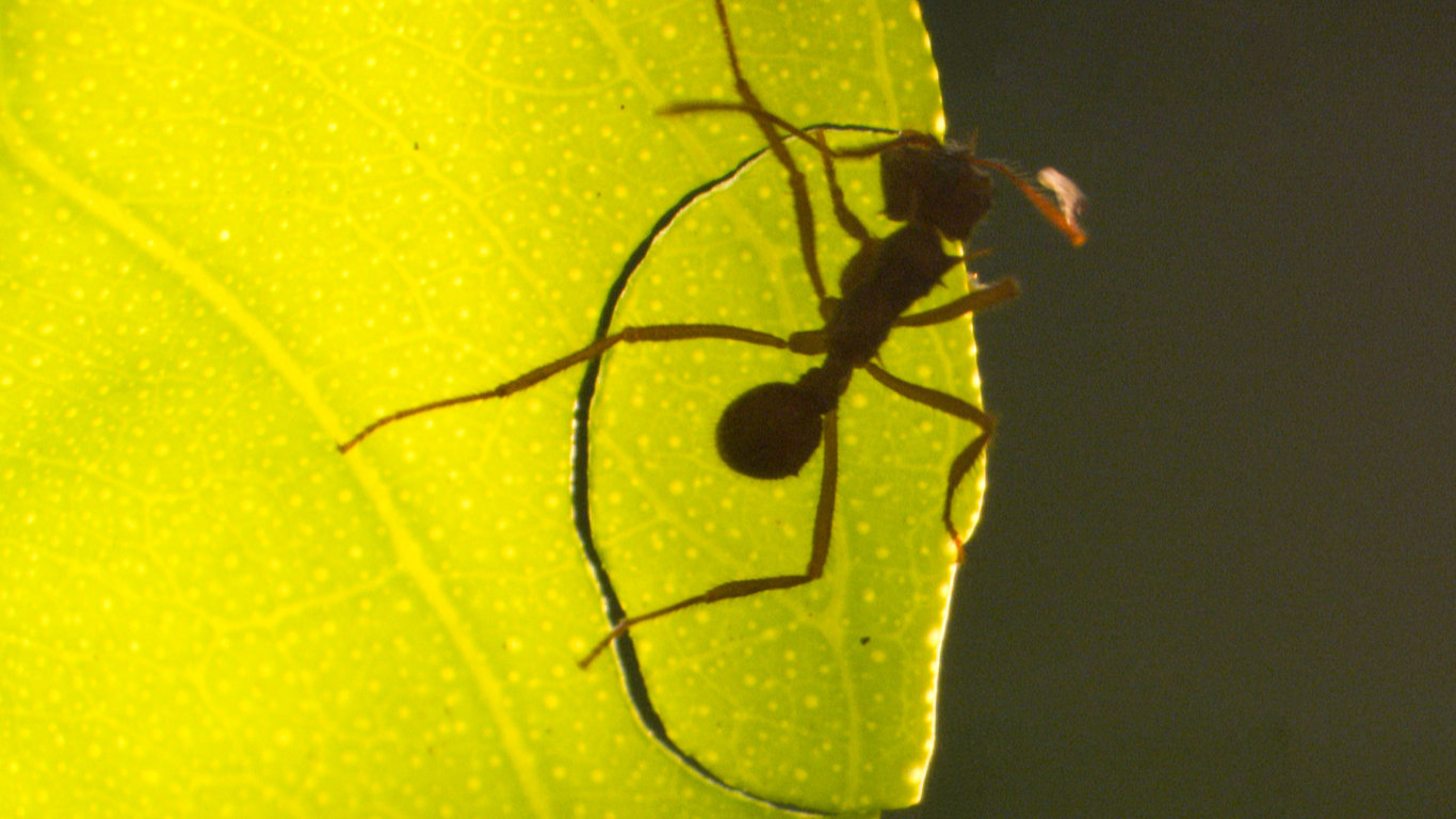 Společenství hmyzu