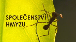 Společenství hmyzu