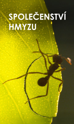 Společenství hmyzu