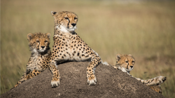 David Attenborough: Lov