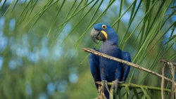 Pantanal: Brazilský klenot
