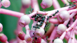 Mravenci: Tajná síla přírody