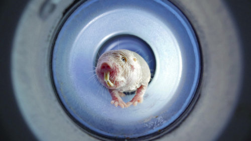 Rypoš lysý: Nejpodivnější superhrdina