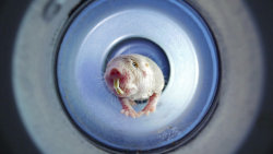 Rypoš lysý: Nejpodivnější superhrdina