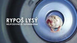 Rypoš lysý: Nejpodivnější superhrdina