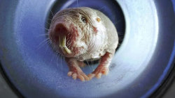 Rypoš lysý: Nejpodivnější superhrdina