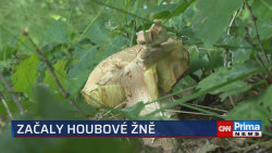 Začaly houbové žně 