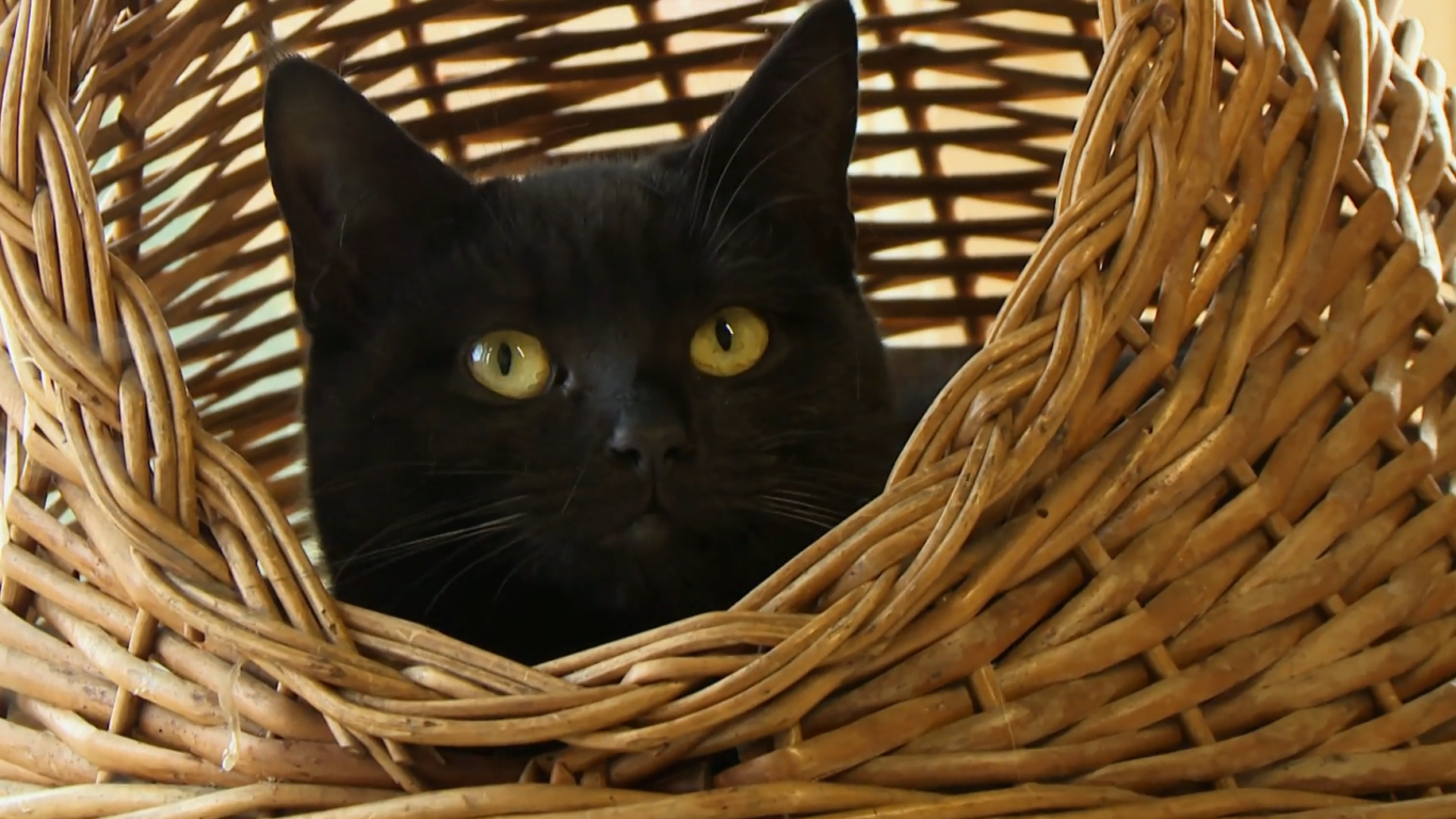 Veterinář z Yorkshiru S12 (1)