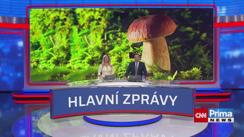 V lesích se začínají objevovat houby