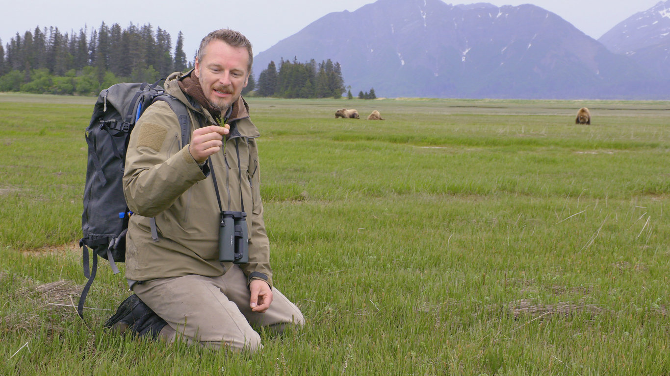 Medvědi grizzly jsou na vrcholu potravního řetězce, jejich jediným nepřítelem tak zůstává hlad