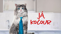 Já, kocour