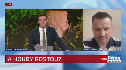 Rostou houby?