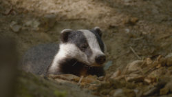 Neuvěřitelná bobří hráz