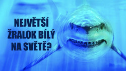 Největší žralok bílý na světě?
