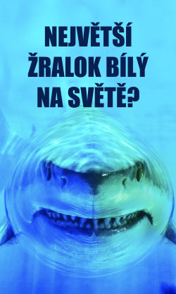 Největší žralok bílý na světě?