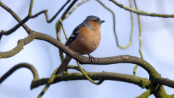 Smrtelné nebezpečí