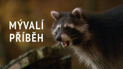 Mývalí příběh