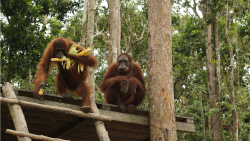 Orangutaní škola v džungli