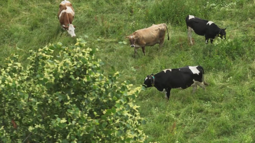 Šrůtkova ekologická farma