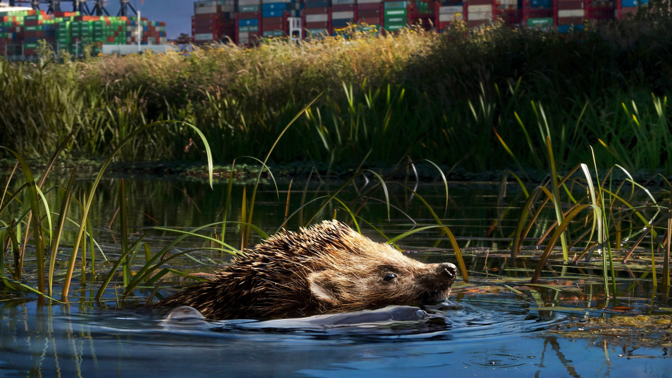 Přístav Rotterdam: Ocelová divočina