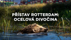 Přístav Rotterdam: Ocelová divočina