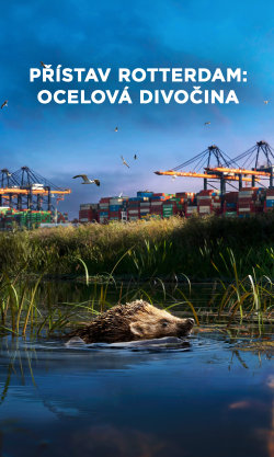 Přístav Rotterdam: Ocelová divočina