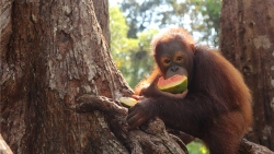 Orangutaní škola v džungli