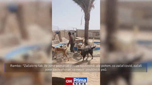 Útulek Paradise Dream – naděje pro opuštěné pejsky v Hurgádě