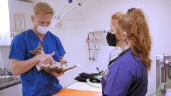 Veterinář z Bondi Beach XI (3)