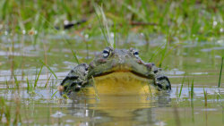 Malí, ale smrtící