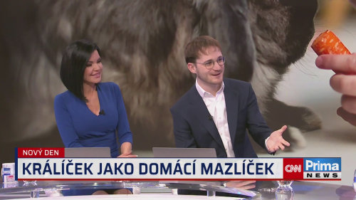 Jaký je králíček mazlíček?