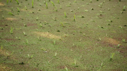 Asia Express - Práce na rýžovém poli