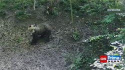 Po stopách medvěda na Zlínsku