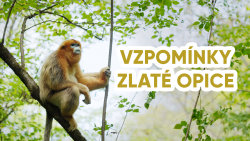 Vzpomínky zlaté opice