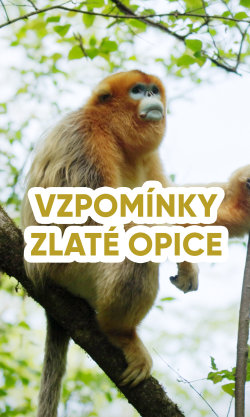 Vzpomínky zlaté opice