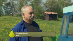 Sazečka brambor