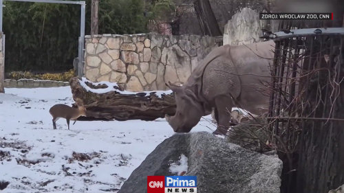Muntžak se v polské Zoo nebojácně rozběhl proti nosorožci