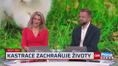 Veterináři i útulky: Kastrace koček je důležitá