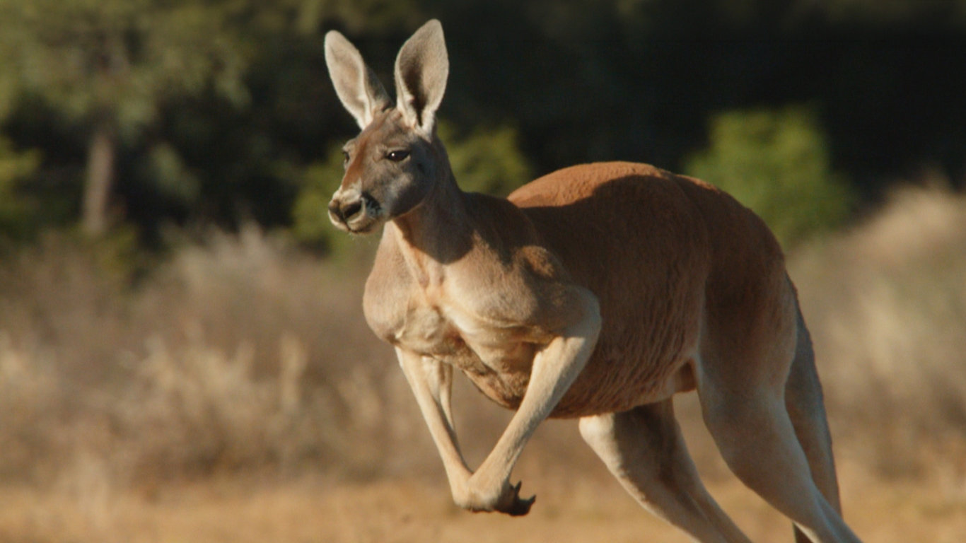 Rekordy v říši zvířat