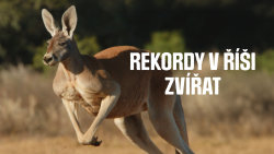 Rekordy v říši zvířat