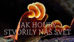 Jak houby stvořily náš svět