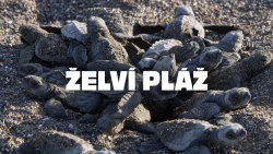 Želví pláž