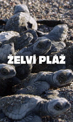 Želví pláž