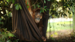 Orangutaní škola v džungli