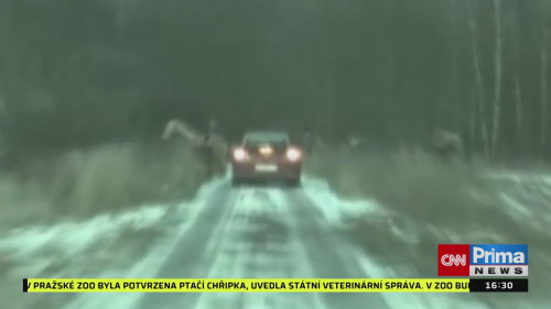 KRIMI ZPRÁVY, 12.2. v 16:30