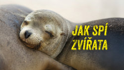 Jak spí zvířata